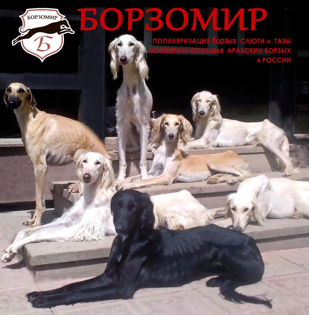 Тазы Борзомир