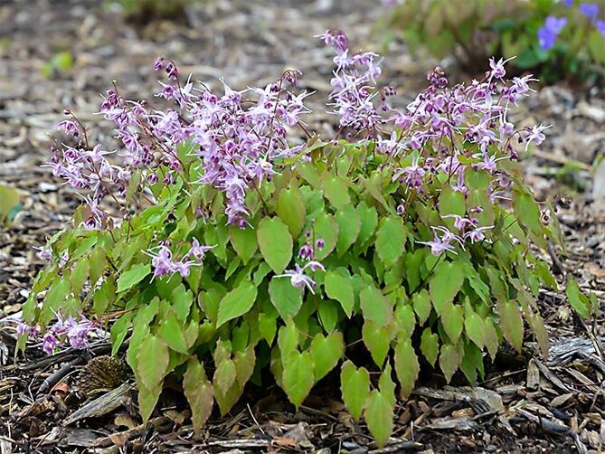 Замечали в садах такое растение?