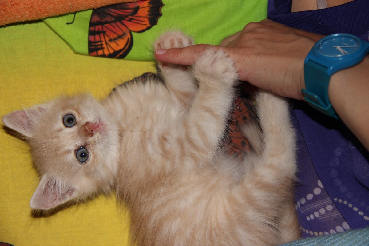 Один из задушенных ревнивыми собаками котенок