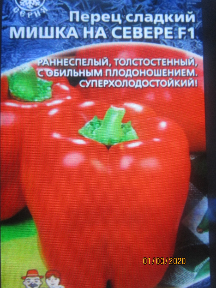 Мишка на севере .