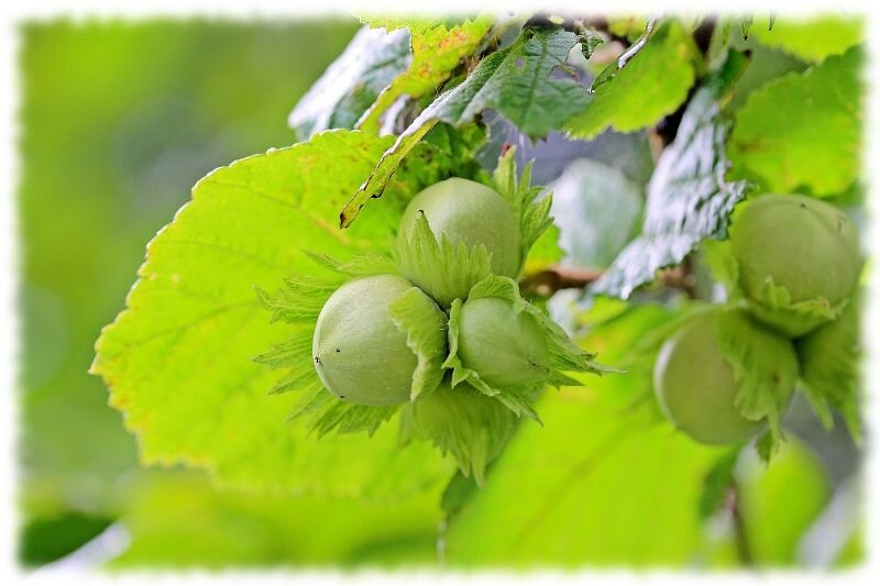 Изображение с сайта https://naychnoe-pitanie.ru