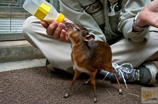 Источник: Pinterst.com