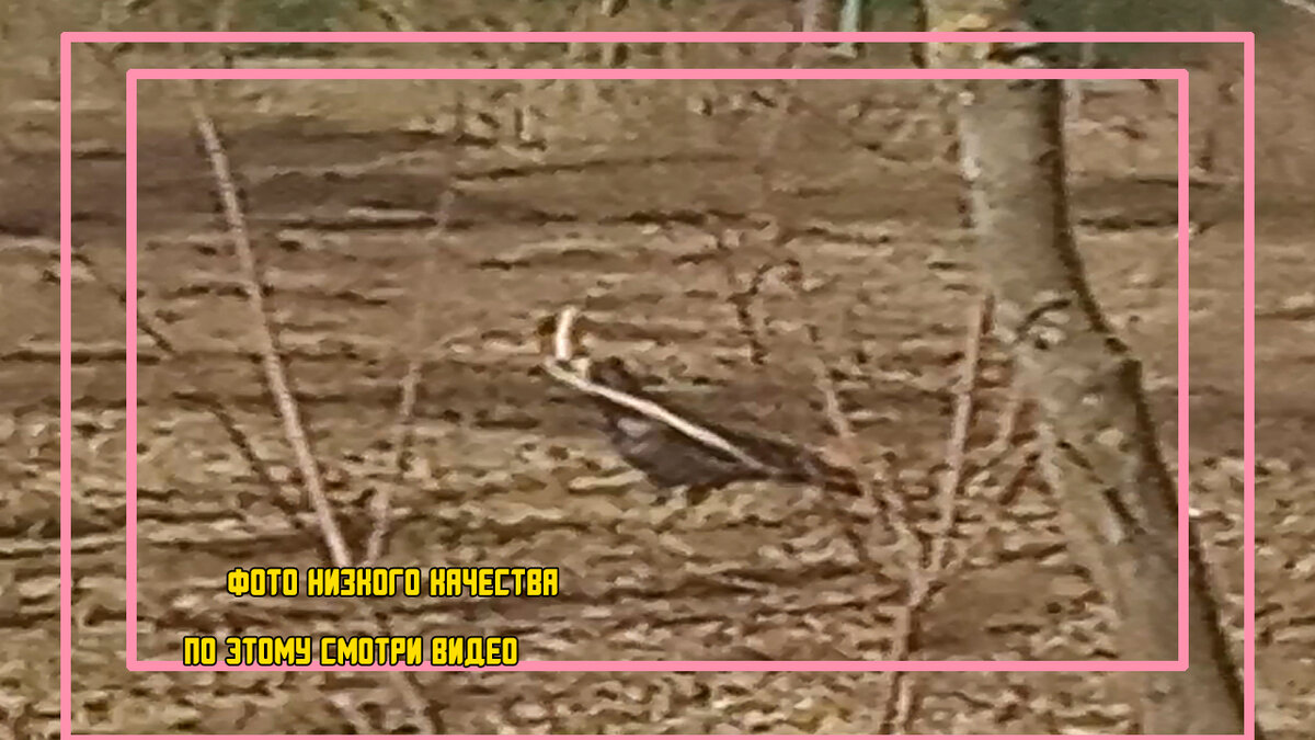 фото заскринено из видео