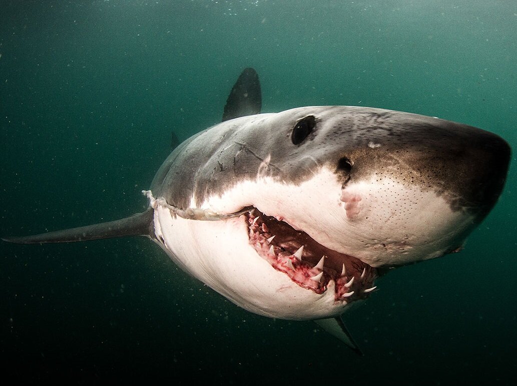 К чему снится акула нападает. Катран акула черного моря. К чему снится акула нападает. К чему снится акула нападает. К чему снится акула нападает.