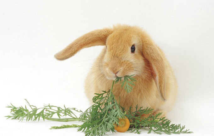 Можно ли кроликам давать морковь и морковную ботву: полезная информация