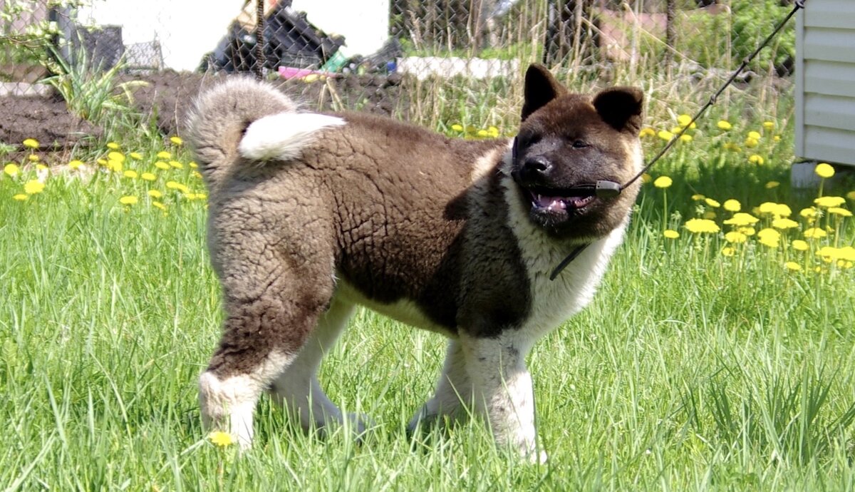 Американская акита