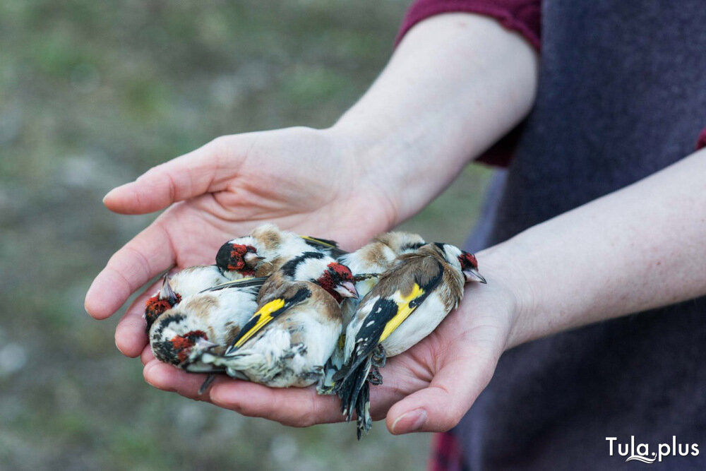 источник - tula.plus