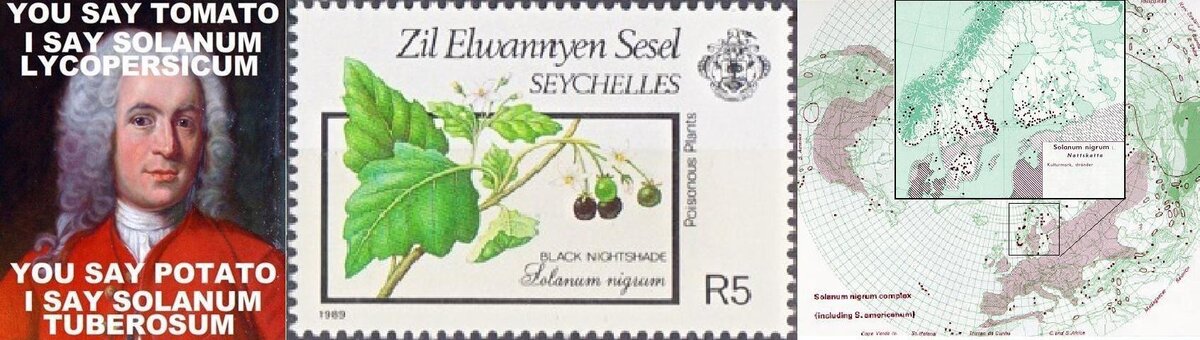 001** - Инфографика по биноминальной системе для школьников, паслен черный на марке Сейшельских островов из серии ядовитые растения, распространение S. nigrum в Скандинавии