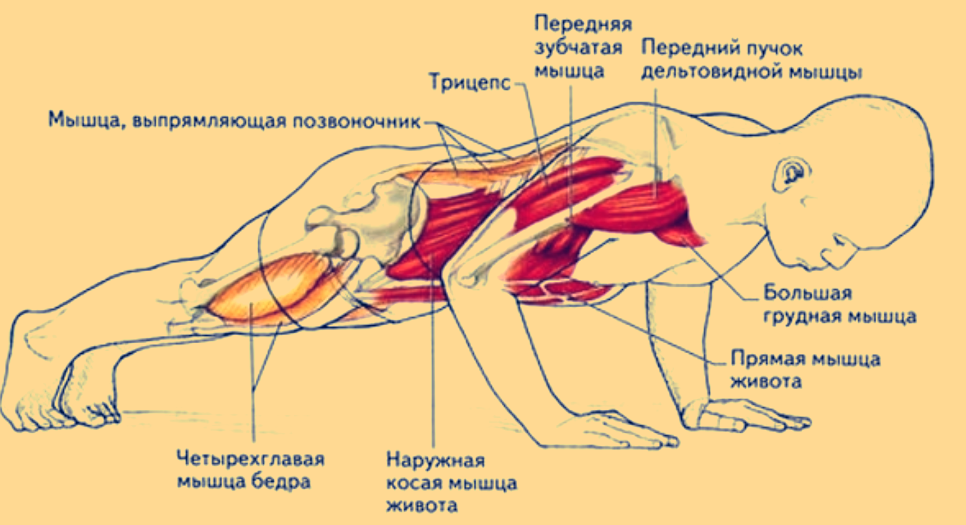 Упражнения на руки: как быстро накачать руки в тренажерном зале, день рук | Блог Spirit. Fitness