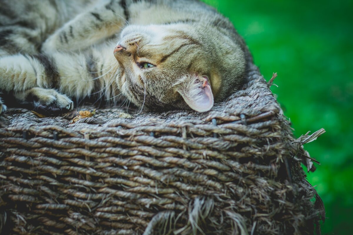 Unsplash