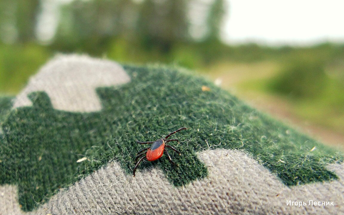 Мой кадр, сделанный в 2015 году. Клещ ползёт по бандане.