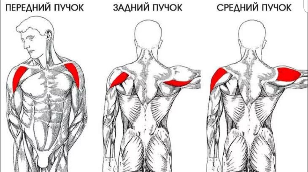 Простая тренировка плеч в домашних условиях