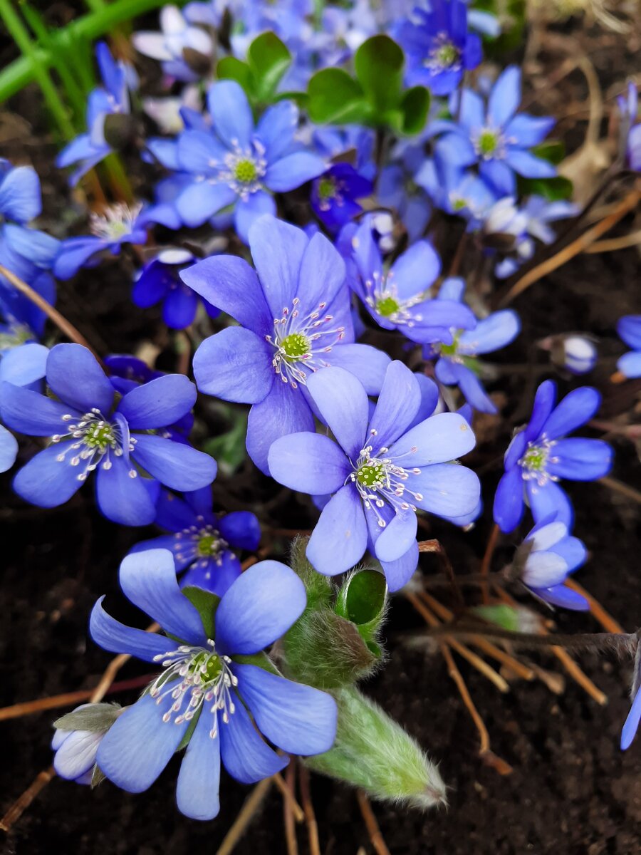 Лиловое чудо