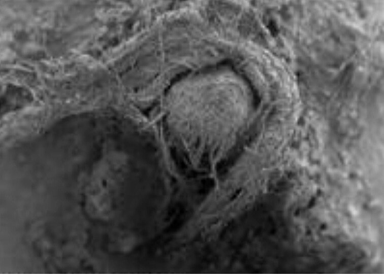 Найденная верёвка под микроскопом.