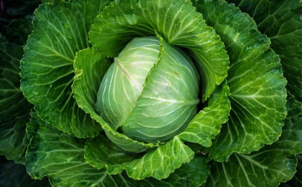 Фото из свободного доступа.