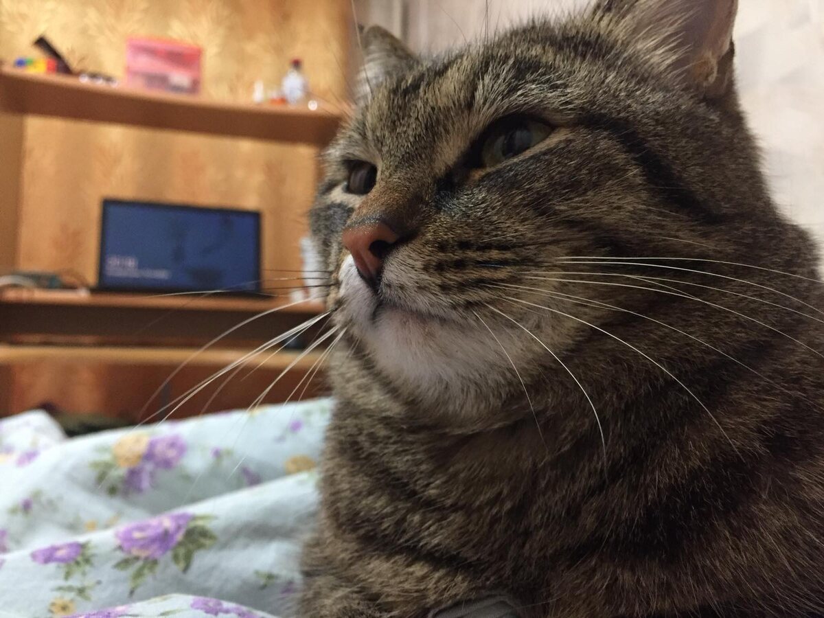 Меня давно волнует этот вопрос. О чем же все-таки думают коты и кошки? Каждый раз, когда мы с ними играем или же кормим , в их головах появляются какие-то мысли. Но вот что это за мысли ? Может они думают о том, что наконец-то их друг дает им покушать или же играет с ними? А может они думают, что наконец-то какой-то мешок с костями соизволил дать им поесть?  Например биолог Джон Брэдшоу из Великобритании, написавший книгу о правильном обращении с домашними любимцами считает, что коты воспринимают людей как больших котов.В интервью он рассказал, что коты приветственно держат хвост трубой и трутся о кого-то, когда выражают свою любовь к ним. В кошачьем обществе обычно так ведут себя более мелкие коты по отношению к более крупным: котята или молодые коты – к матери или более взрослому родственнику, кошка – к коту. 
