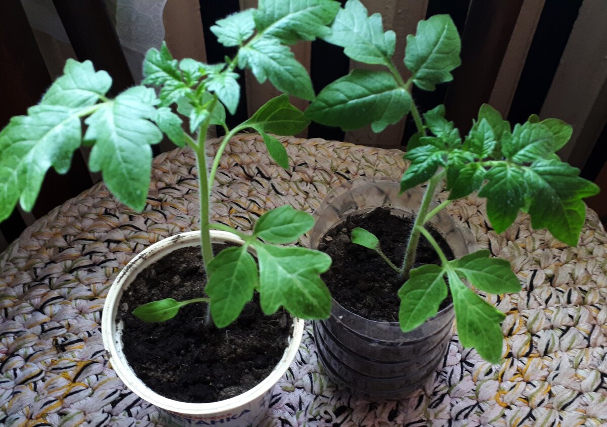 томаты после пикировки. 