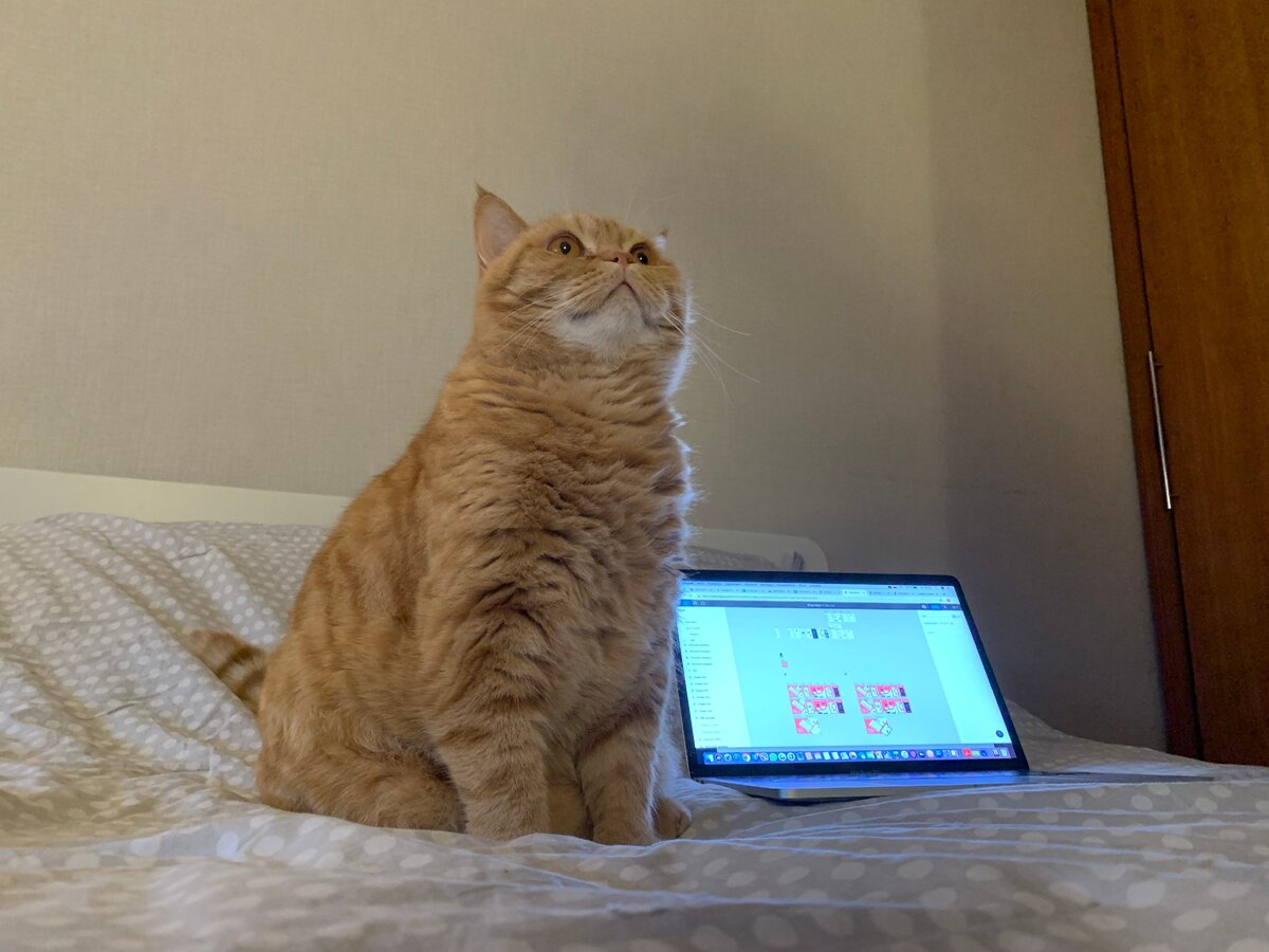 Коты наших респондентов могут деанонимизировать их владельцев, так что кот наш!