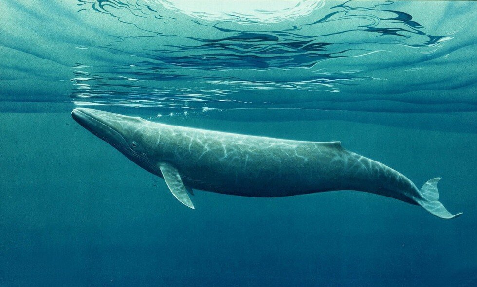  Фото взято из Яндекс-картинки