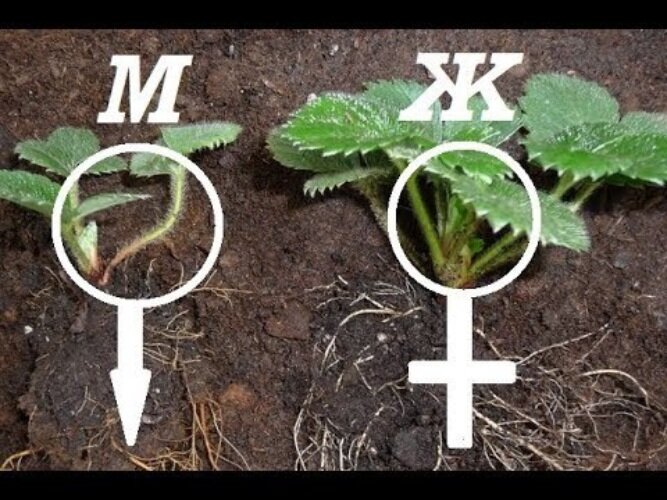 Рассказываю, чем отличаются мужские кусты Клубники от Женских, и как я научилась их Различать