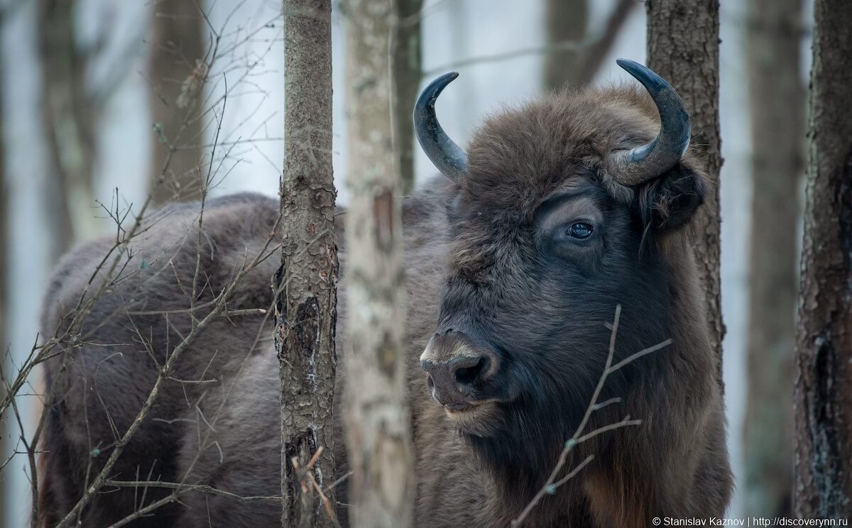 Калужские засеки