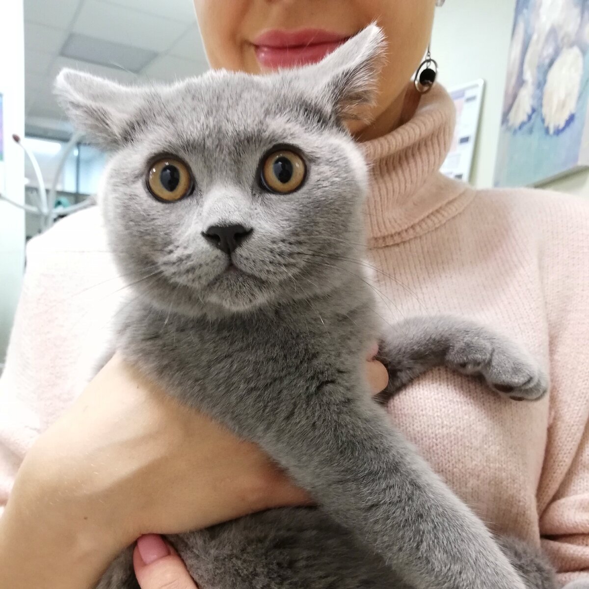 Чендлер приехал на ежегодную вакцинацию