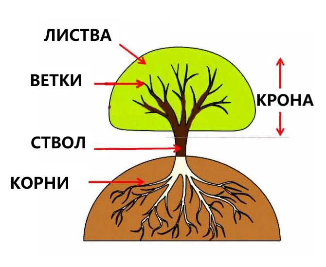 Посмотрите на дерево, чтобы оно дало хорошие плоды, ему нужны крепкий ствол и  здоровая корневая система.