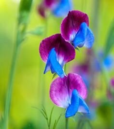 https://www.pinterest.ru/pin/531284087290663936/