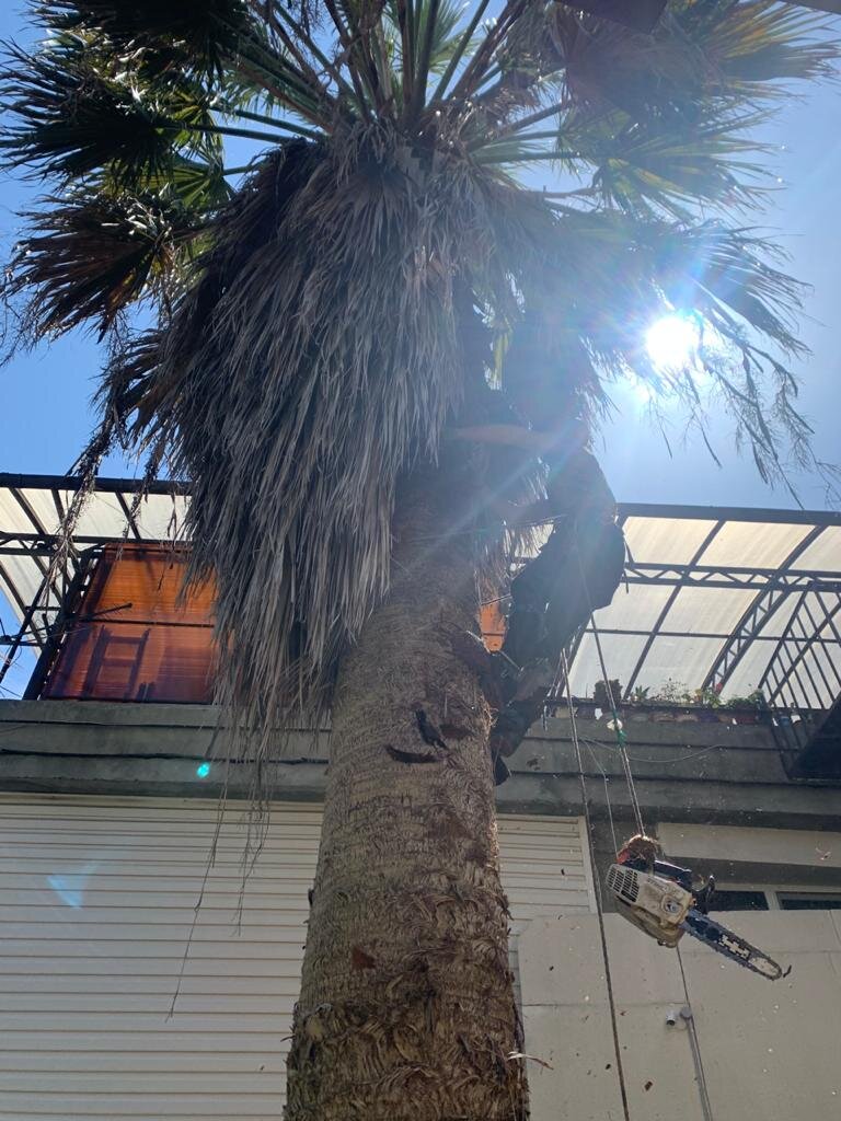 Чистка пальм сочи