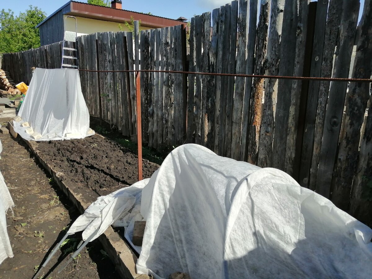 Моя небольшая грядка под огурцы. Пока прохладно, огурцы укрыты парниками