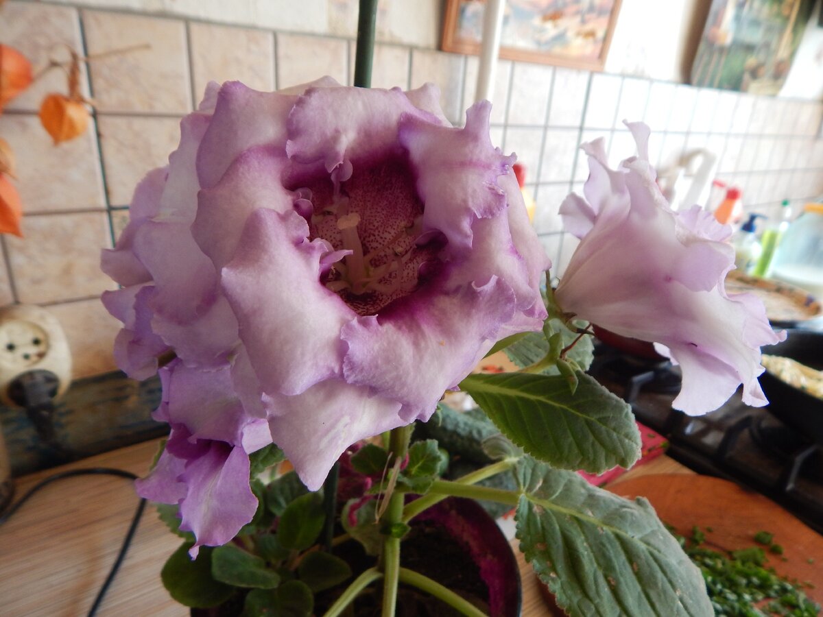 Мама решила отдохнуть и присесть на лавочку стоящую под большим многовековым деревом.Не успев присесть она увидела,как зеленый стебель мало похожий на цветок умирал. Видимо его кто-то просто выкинул и не пожалел его.Он умирал без воды,усыхал с каждой секундой.Мама не могла его оставить здесь.Она забрала его домой,ухаживала за ним,как за живым существом,искала ему максимально полезную почву,поливала водой.Выхаживала его,если так можно сказать.И знаете что я вам хочу сказать,он не сдался -он смог! выжил Вытерпел все трудности и стал прекрасным,красивым цветком.Он не сдался! вырос и продолжил жить,как цветок.Что я хочу показать вам через эту историю.Никогда не нужно сдаваться.Не опускайте руки НИКОГДА.Спасибо, что читали.