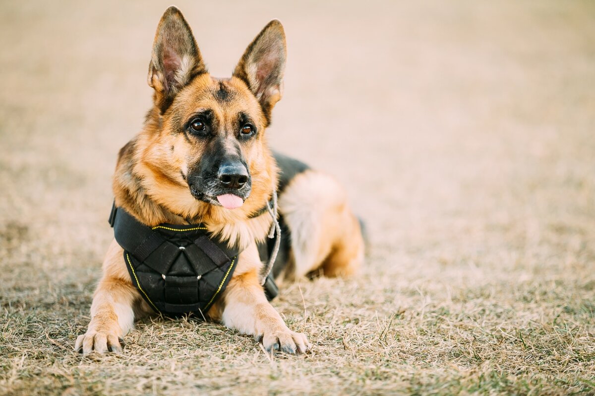 Полицейские собаки - это уникальная группа четвероногих, на которых возложены чрезвычайно важные задачи: от охраны общественного порядка до поиска наркотиков, пропавших людей или трупов...