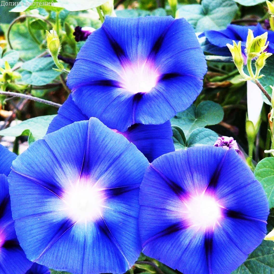 Ипомея Пикоти голубая 
Вьющееся однолетнее растение 