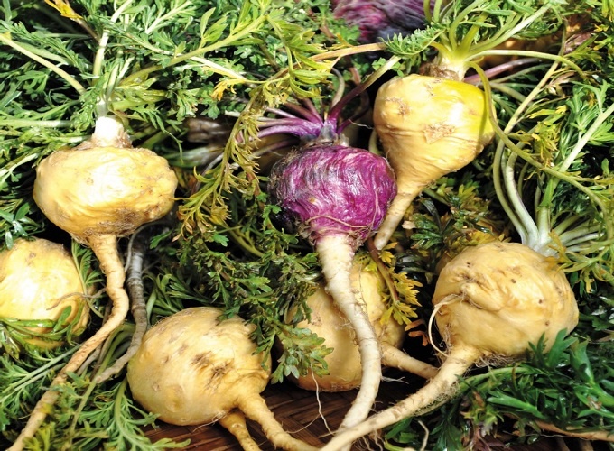 Мака Перуанская