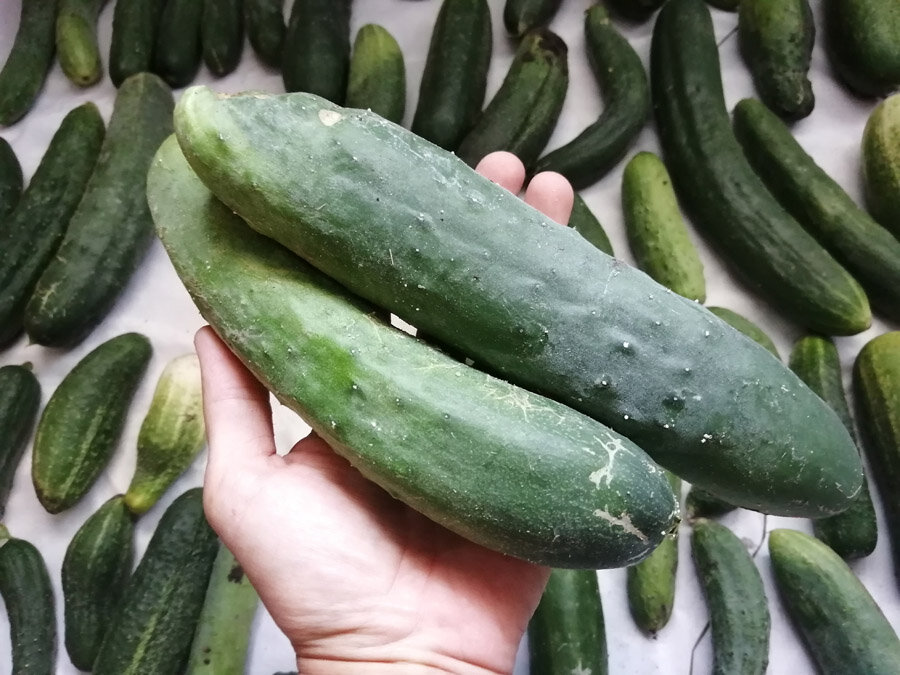 Вот такие огурцы у нас выросли буквально за 3 дня. Они не горчат, но немного жёсткие.