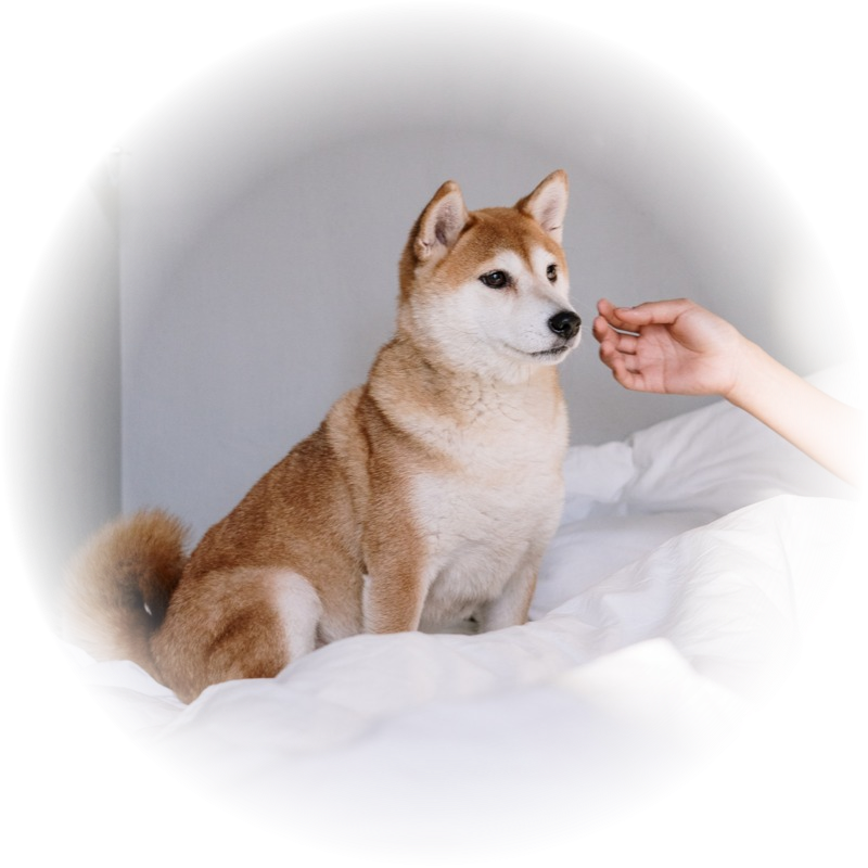 Фото автора cottonbro: Pexels 