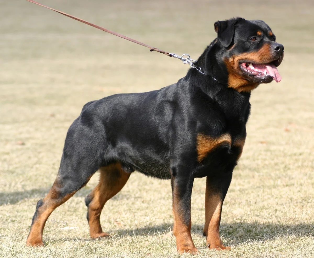 Rottweiler Puppies Wallpaper (54+ images)