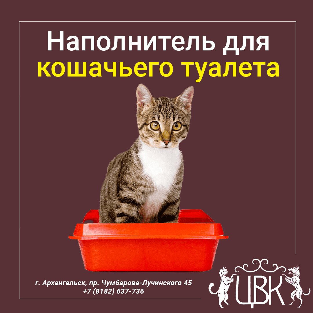 Наполнитель для кошачьего туалета — какой лучше