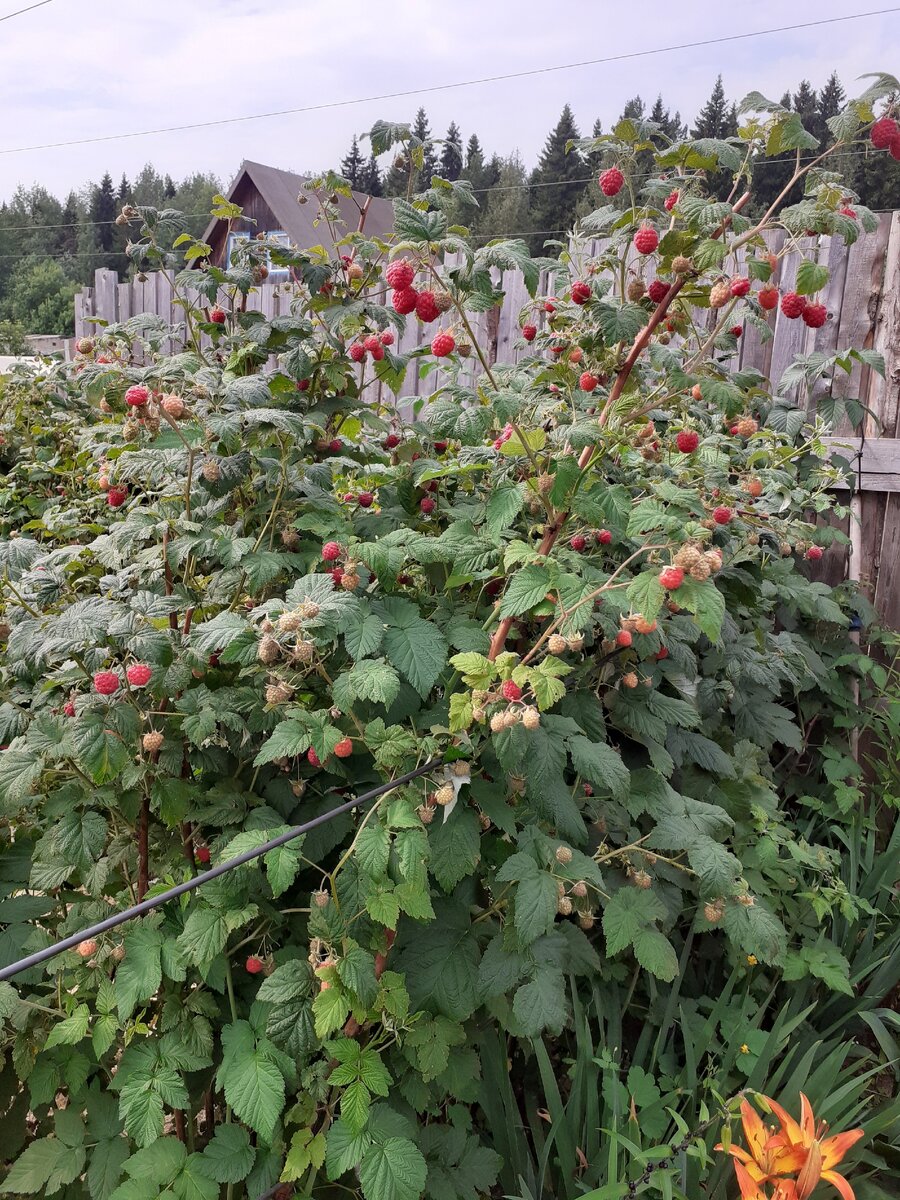 Надо было сильней прореживать, но ягод было много!