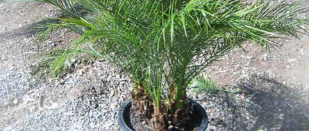 Уход за Финиковой пальмой (Phoenix Canariensis)