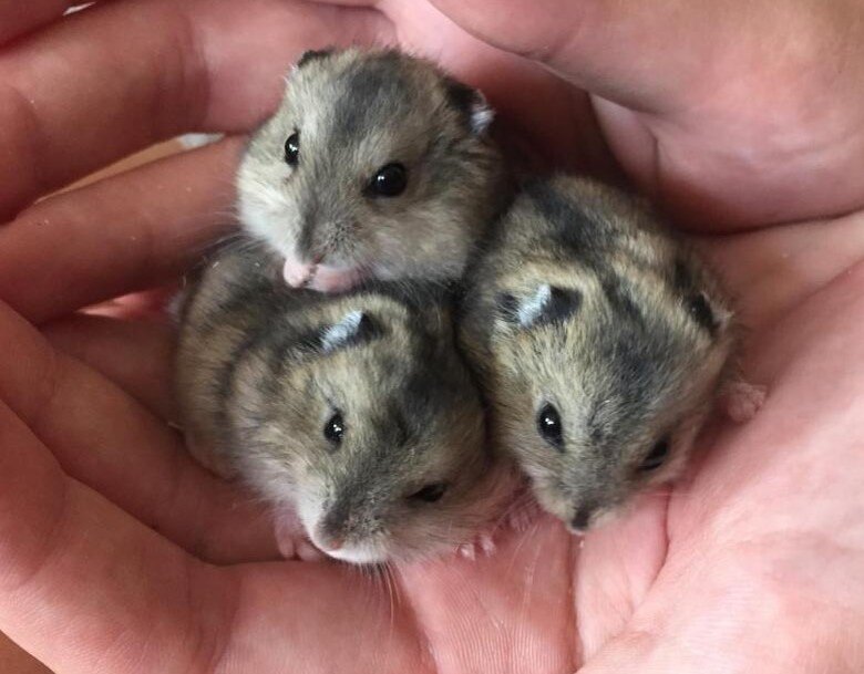 Джунгарики