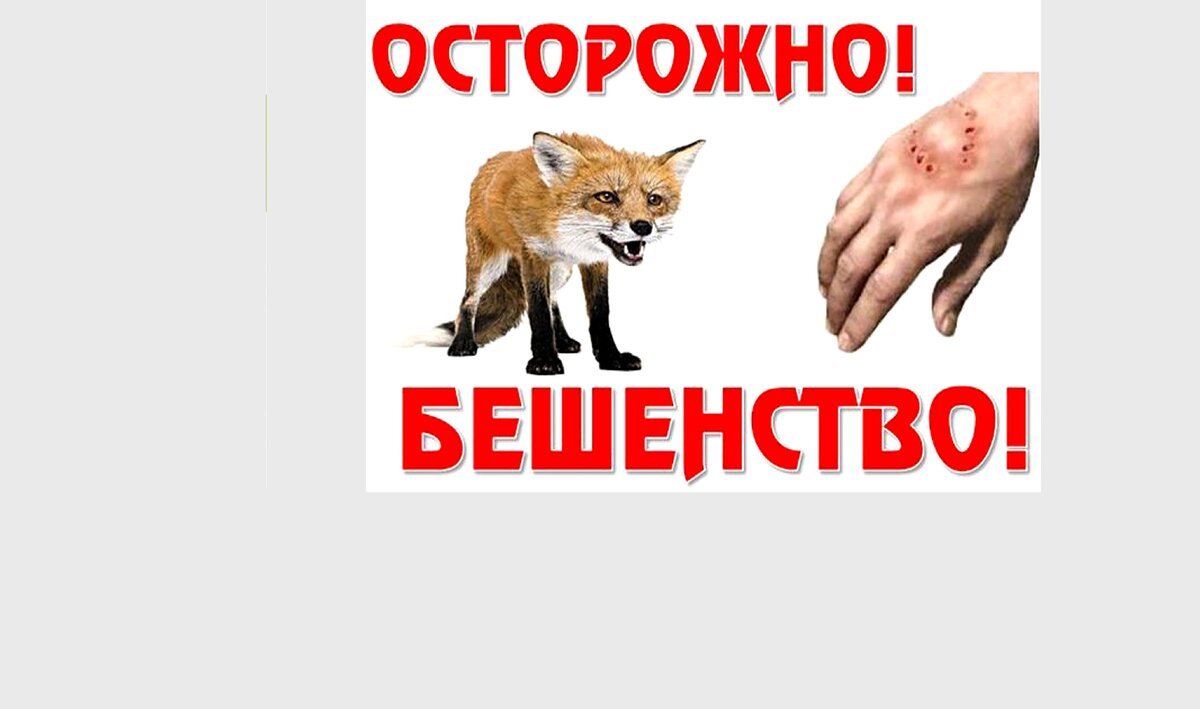 Случаи бешенства в тбилиси. Карантин по бешенству. Карантин по бешенству лиса.