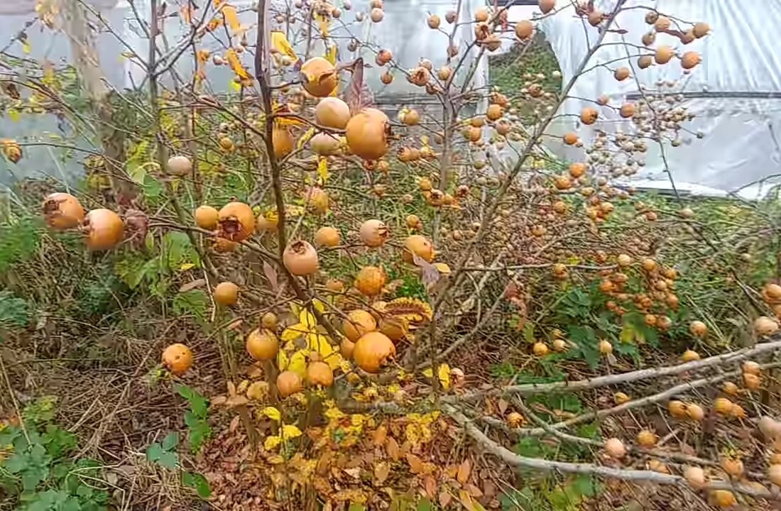 Фото сделано в 2020 г