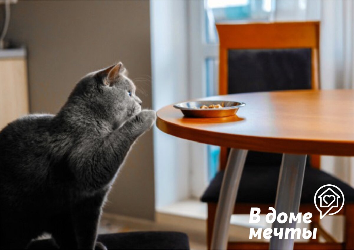 Кот хочет украсть со стола