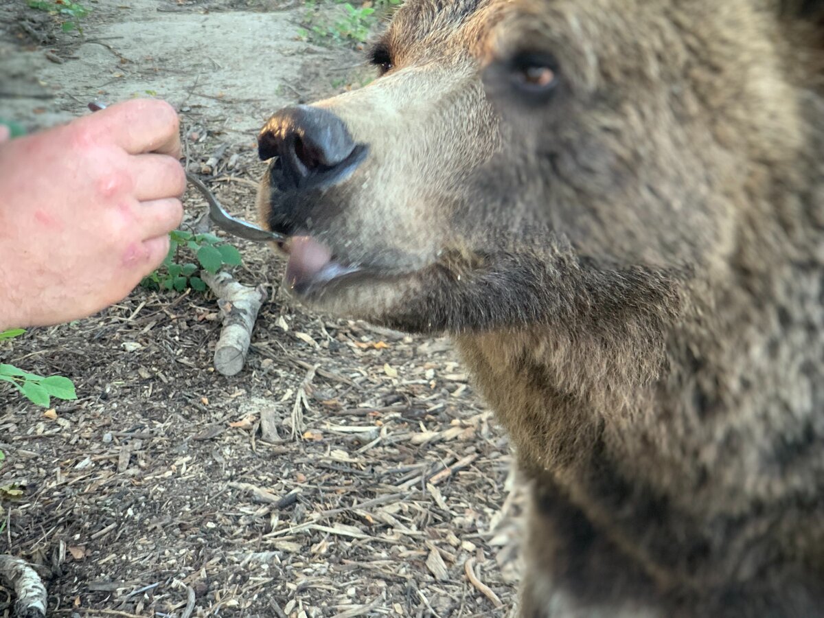 Андрей кормит медведя с ложки