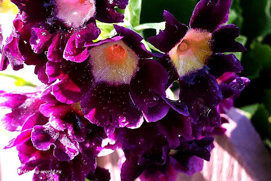 Цветок здоровья и удачи в вашем саду - 7 секретов длительного и яркого цветения