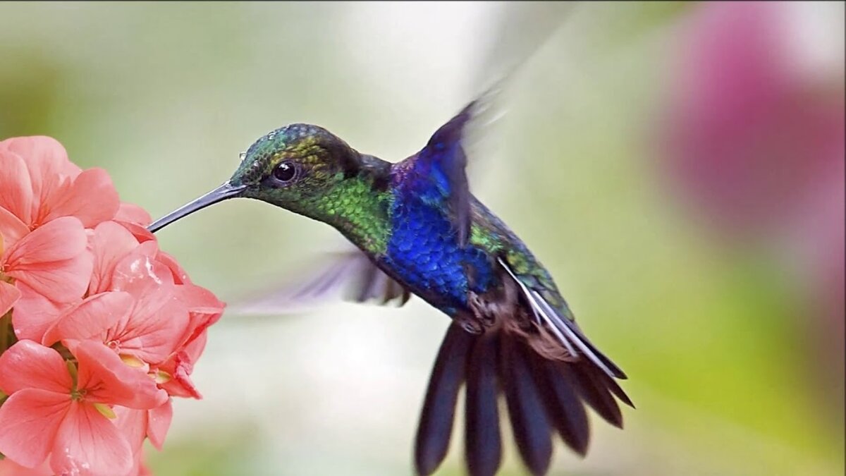 Колибри у цветка