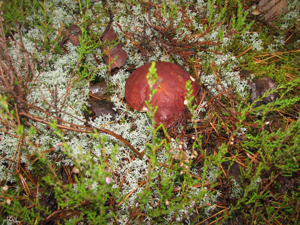 Грибы попадаются разные, как для сушки так и для соления, ну и просто с картошечкой пожарить