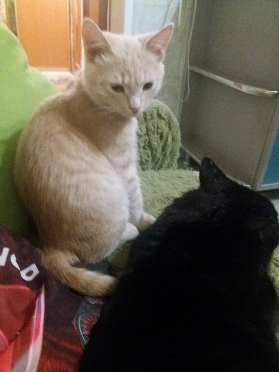 мой брат Тишка не хочет со мной разговаривать, говорит, что обиделся на меня из-за того, что я съел рыбки больше, чем он.