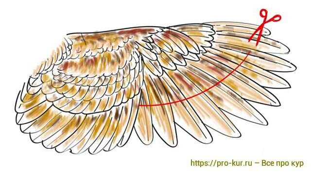 Крылья куриные ТМ Дубки